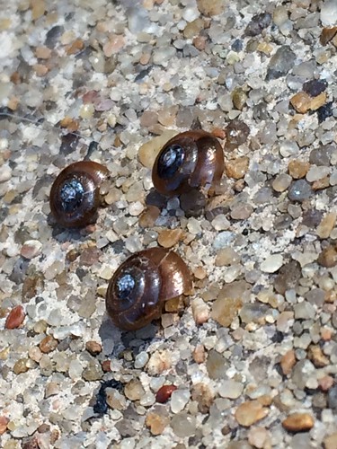 shells outdoors snail arkansas