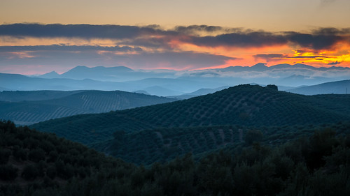 mist rural dawn spain andalucia hills plantation olives layers agriculture rolling groves lapedriza