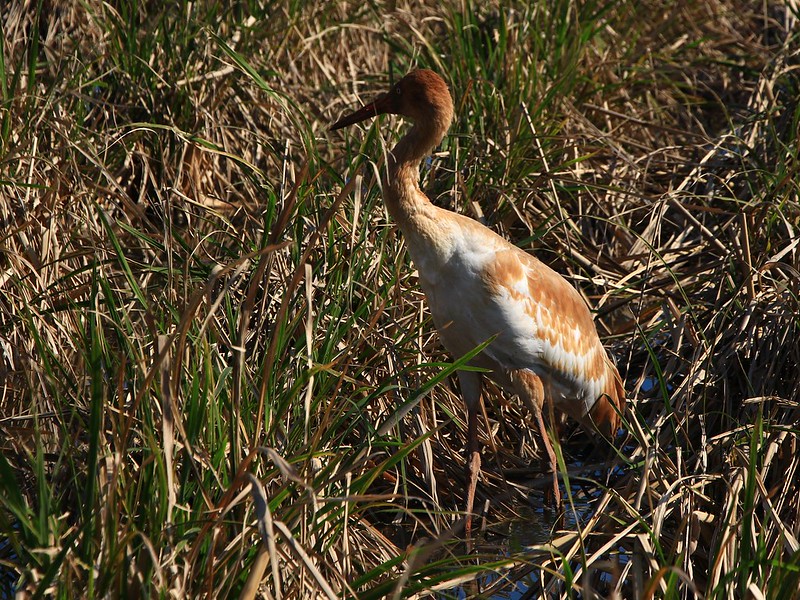IMG_8721 白鶴 幼鳥 Siberian White Crane