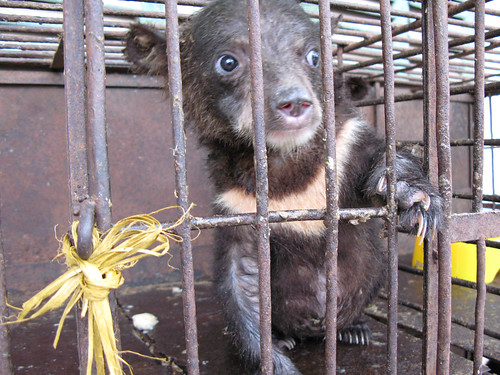 Mara after rescue in 2007