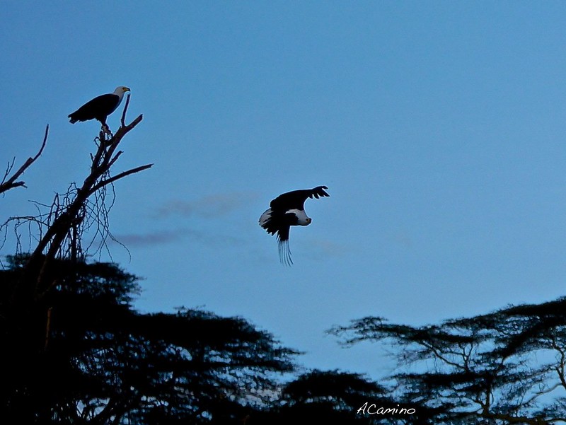 Lago Naivasha: un dia de viaje y una hora de excursión para ver los flamencos - 12 días de Safari en Kenia: Jambo bwana (27)