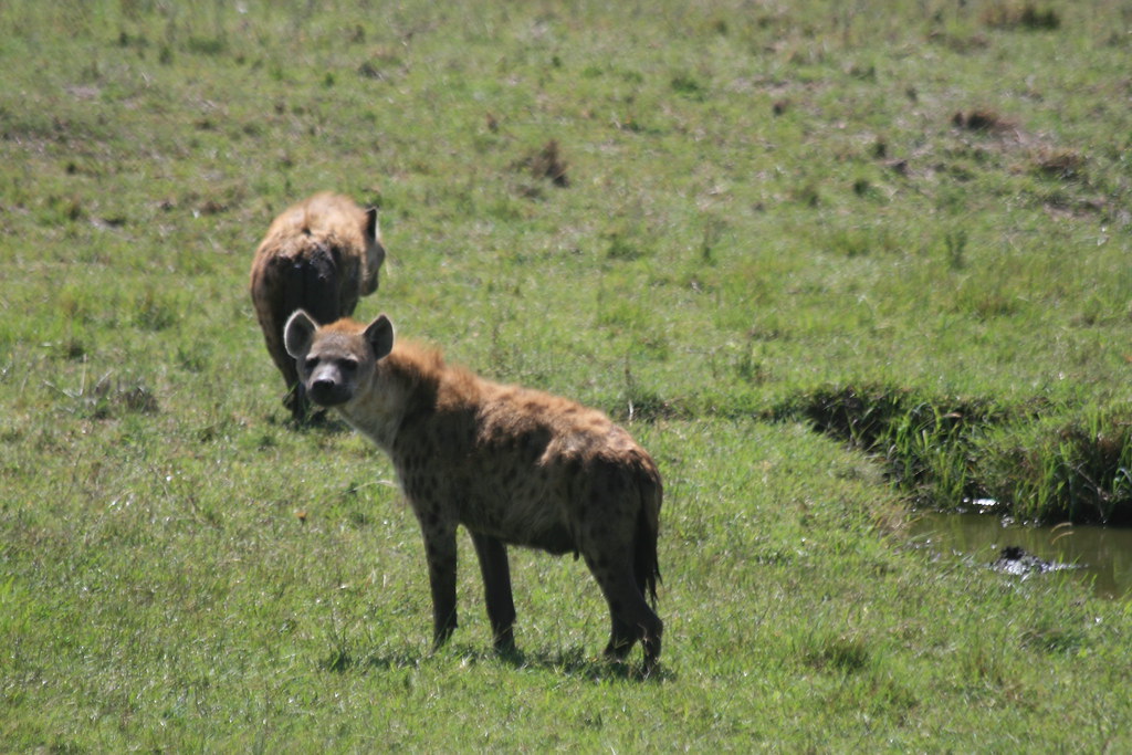 MEMORIAS DE KENIA 14 días de Safari - Blogs de Kenia - MASAI MARA II (35)
