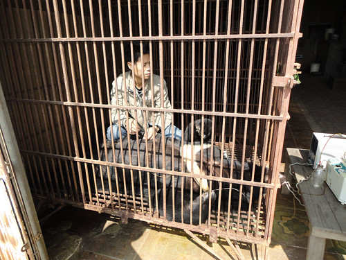 Bile extraction at a bear bile farm, Quangninh, Vietnam, 2011