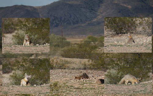 arizona blm paintedrock kitfox gilabend vulpesmacrotis paintedrockpetroglyphsite desertweirdness