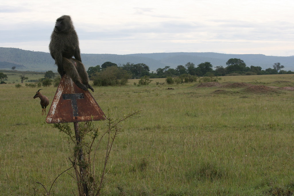 MASAI MARA IV - MEMORIAS DE KENIA 14 días de Safari (18)