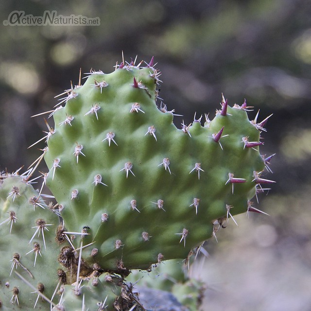 cactus 0006  Orient Land Trust, Colorado, USA