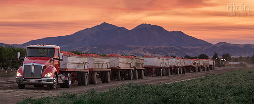 california brentwood antioch knightsen discoverybay contracosta county mount mt diablo mountain sunset clouds cloudy farm produce tomato tomatoes truck harvest plant pick agriculture outdoor pentax 645z 67 m300