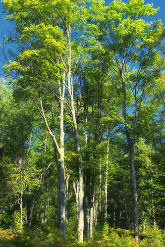 pennsylvania tiogacounty tiogastateforest reynoldsspringnaturalarea pennsylvaniawilds hiking trees forest deciduous temperatedeciduousforest nature summer creativecommons