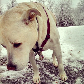 Zeus is not impressed with this icky wet snow. #dogstagram #instadog #seniordog #firstsnow #snow #newengland #winteriscoming #ilovemyseniordog #notsohappydog #ilovebigmutts