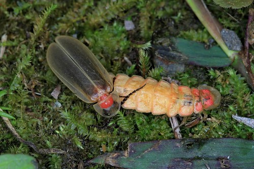 交尾中的鋸角雪螢成蟲（左雄右雌）。圖文提供：農委會特有生物中心。