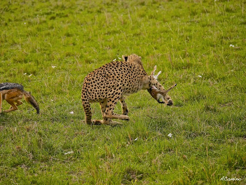12 días de Safari en Kenia: Jambo bwana - Blogs de Kenia - Gran dia en el M.Mara viendo cazar a los guepardos (81)