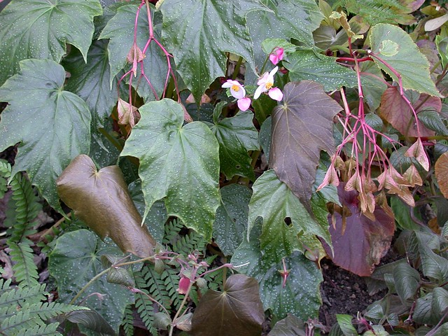Begonia formosana