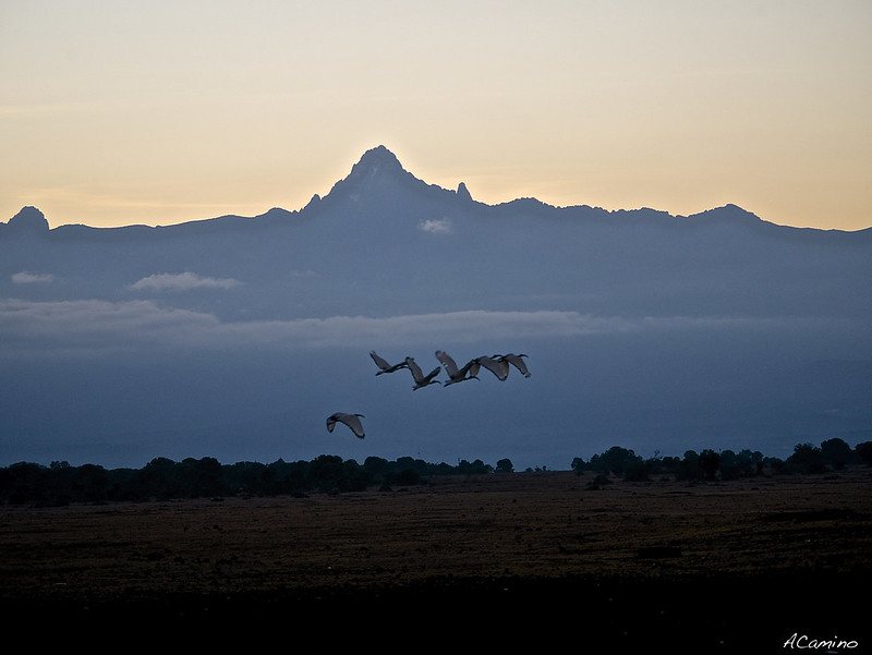 De Monte Kenia al Kilimanjaro. Un viaje agotador de 12 horas. - 12 días de Safari en Kenia: Jambo bwana (7)