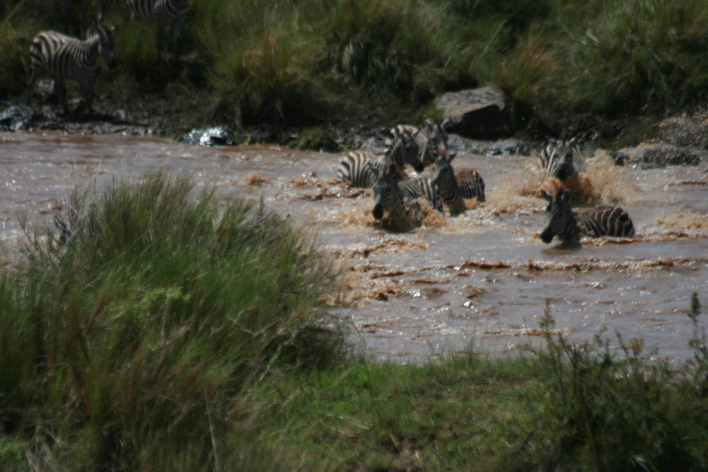 MASAI MARA IV - MEMORIAS DE KENIA 14 días de Safari (25)