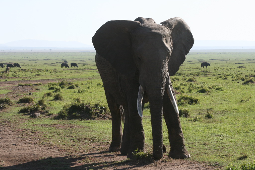 MEMORIAS DE KENIA 14 días de Safari - Blogs de Kenia - MASAI MARA IV (1)