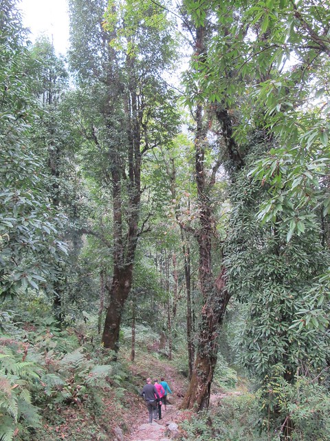 Annapurna Trek: Day 11 Bamboo to Jhinu Danda