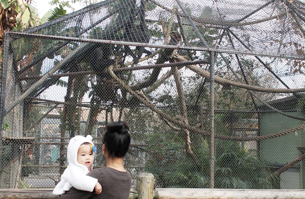 family day at the santa ana zoo