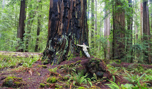statepark tree forest humboldt ancient hug redwood oldgrowth hugger sequoiasempervirens