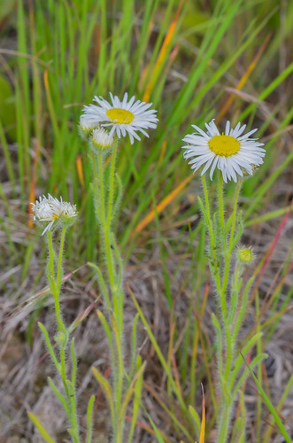 plants canada flower leaf britishcolumbia northamerica kootenays asteraceae wagonwheelroad kootenayboundary erigeronpumilus shaggyfleabane