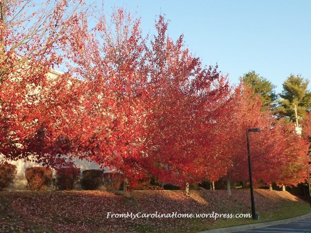 Autumn Color Oct 29 -1
