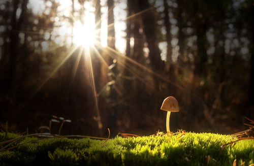 autumn sunset sun sunlight macro fall mushroom forest ma moss unitedstates little massachusetts newengland fisheye tiny sherwoodforest sunburst littlest acushnet trigphotography frankcgrace