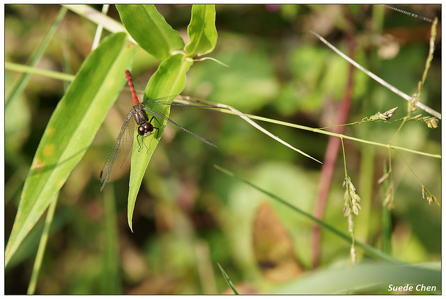 纖紅蜻蜓 Sympetrum nantouensis Tang ,Yeh & Chen ,2013
