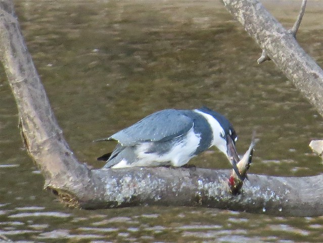 Belted Kingfisher at the Lock & Dam in Quincy, IL 02