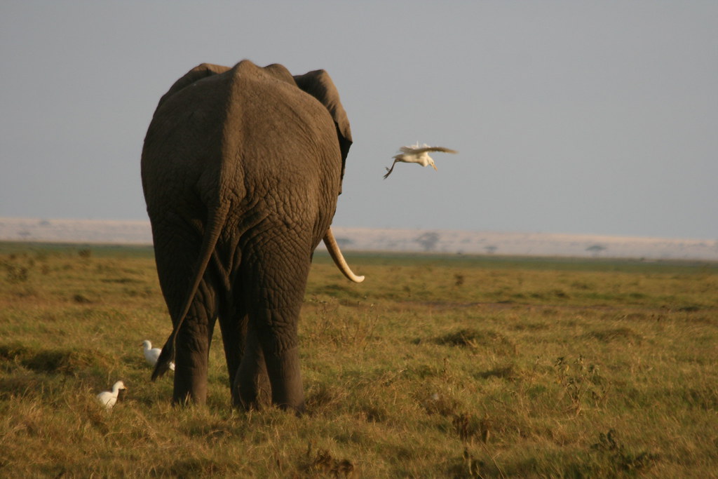 MEMORIAS DE KENIA 14 días de Safari - Blogs de Kenia - AMBOSELI I (16)