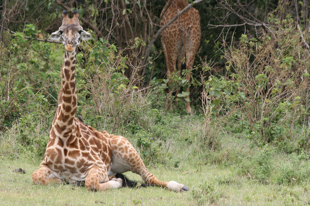 MEMORIAS DE KENIA 14 días de Safari - Blogs de Kenia - MASAI MARA II (32)