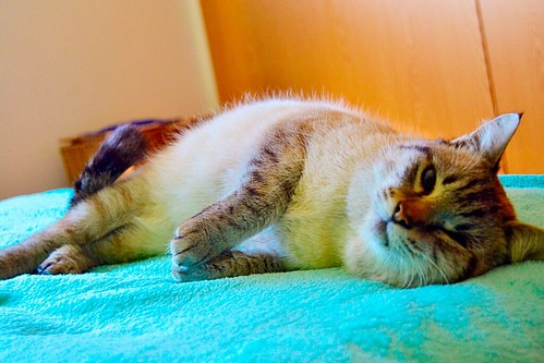 Tarik, exótico gato siamés tabby buenísimo, nacido en Agosto´13, en adopción. Valencia. ADOPTADO. 16061673369_7516b67fab