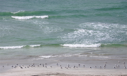 sea seagulls seascape beach waves middleeast wave oman seashore arabiansea dhofar arabianpeninsula