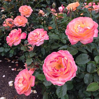Really loving the rose garden in Balboa Park.  #sandiego #beautifulday