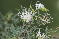 Grevillea asparagoides - cultivated