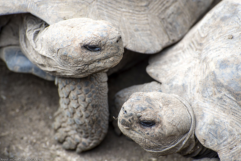 Galapagos tortoises