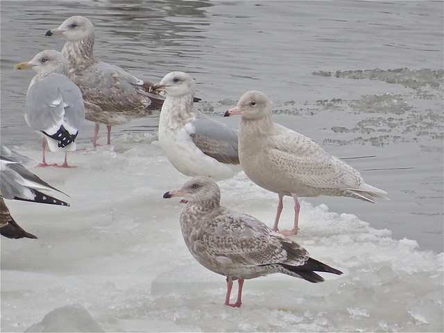 Glaucous Gull (1st Cycle) with Herring Gull at Peoria Lake in Peoria County, IL 13