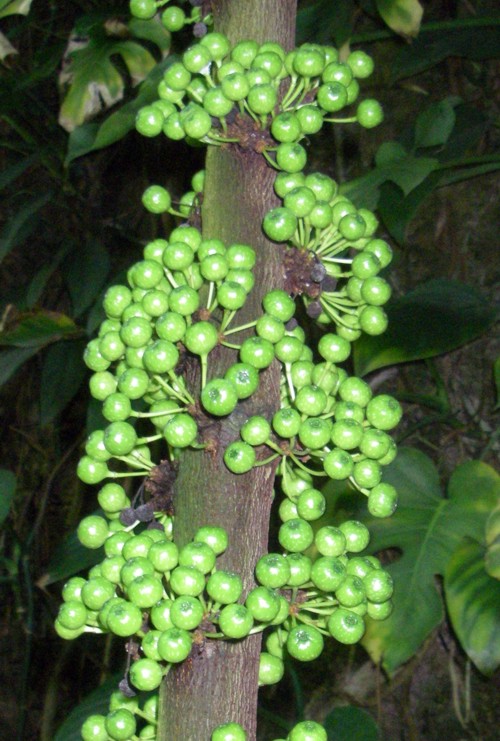 Ficus habrophylla 15704081710_9b3759f154_o