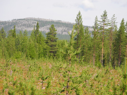 summer sol forest finland landscape geotagged july lapland fin lappi 2014 sodankylä 201407 kaarestunturi 20140724 geo:lat=6751819273 geo:lon=2625414903 jeesiönratsutie