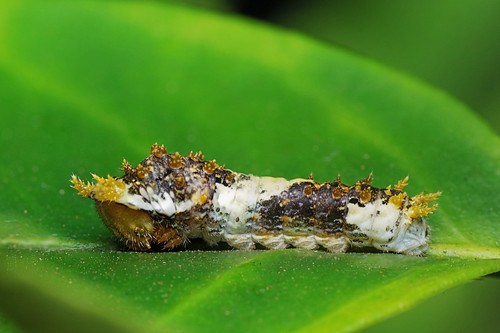 macro nature closeup bug insect pentax caterpillar larva k3 raynoxdcr250 justpentax