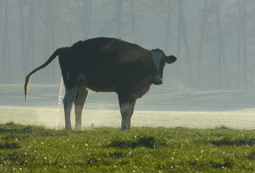 holland netherlands rural cow cattle nederland vee pastoral achterhoek winterswijk koe gelderland landelijk woold panasonicdmcfz150 1190439
