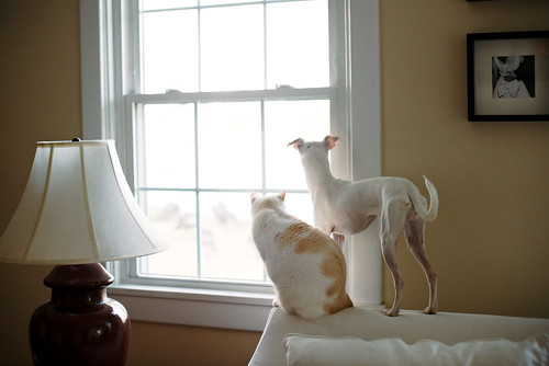 Watching turkeys from the window.