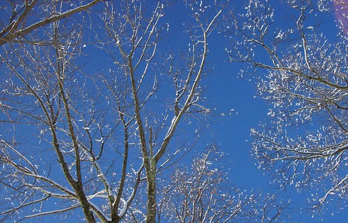sunny snow trees 2