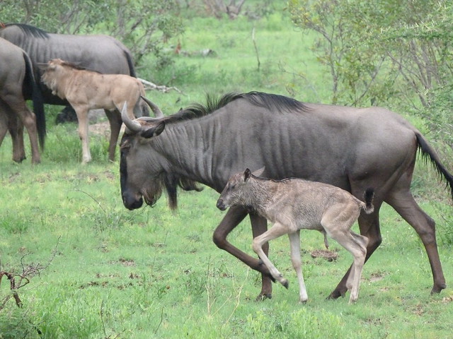 Ñúes en el Parque Nacional Kruger de Sudáfrica