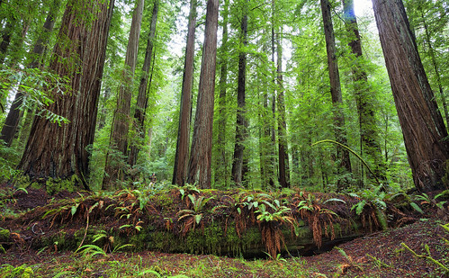 statepark tree creek forest humboldt ancient flat redwood oldgrowth