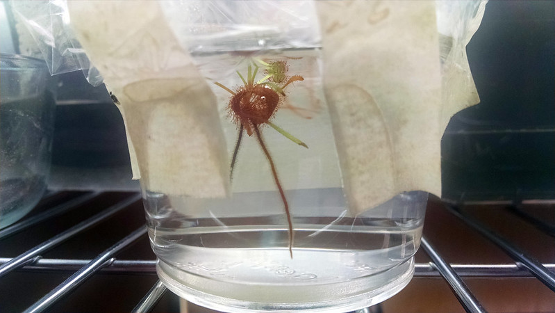Drosera capensis Bainskloof leaf cutting with roots.