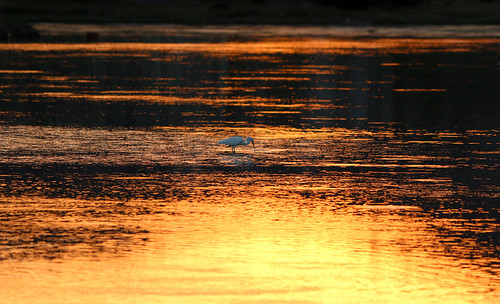 sunset orange lake bird canon wildlife greece nofilters wildlifephotography asgoodasitgets canoneos70d