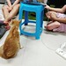 Ah Niu decides to sit in the meeting.  #cat #catslover #catsofworld #catsofinstagram #neko #feline #ginger #senior #seniorcat #meeting #lol #handsome #omgsocute #aww #luvkuching #pbluvkuching