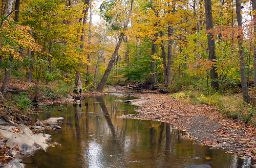 creek stream autumn fall leaves water little buffalo state park parks pennsylvania forest visitpaparks