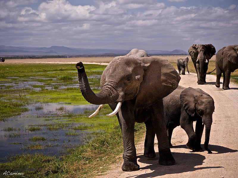 12 días de Safari en Kenia: Jambo bwana - Blogs de Kenia - Amboseli: Buscando la foto del elefante a los pies del Kilimanjaro (1)
