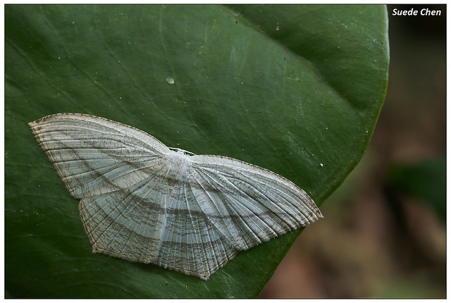微點燕蛾 Acropteris leptaliata (Guenée, 1857)