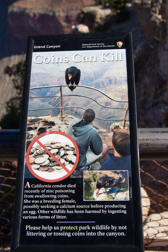 Coins Can Kill - Grand Canyon